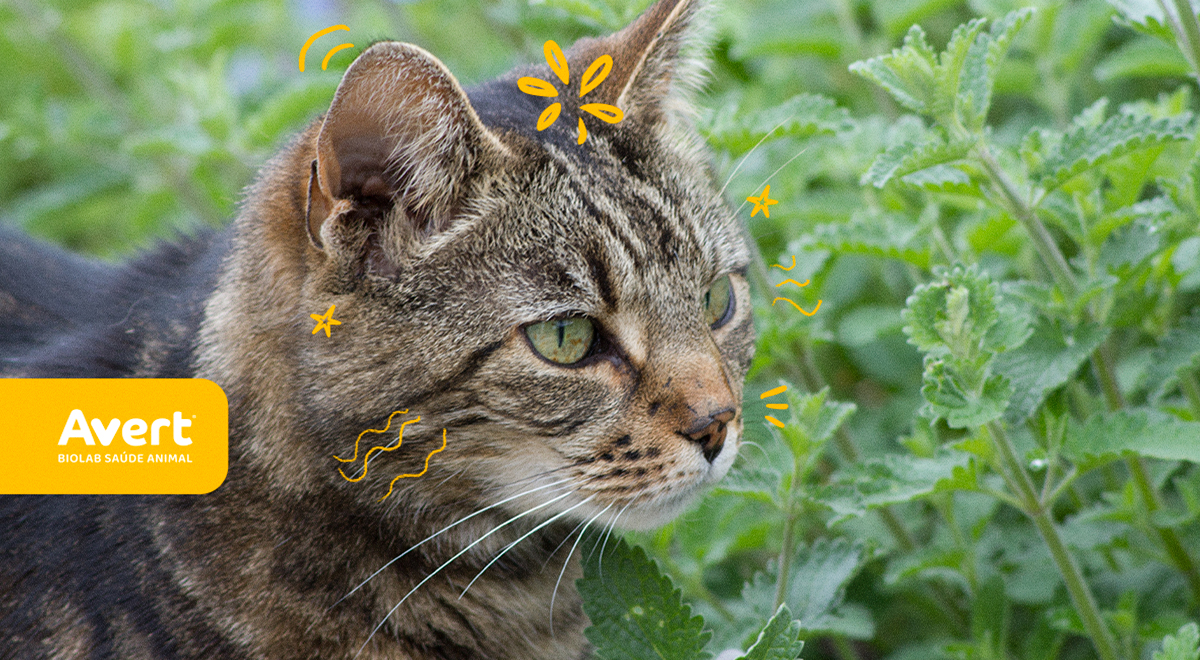 Os mistérios do Catnip: como ele funciona?